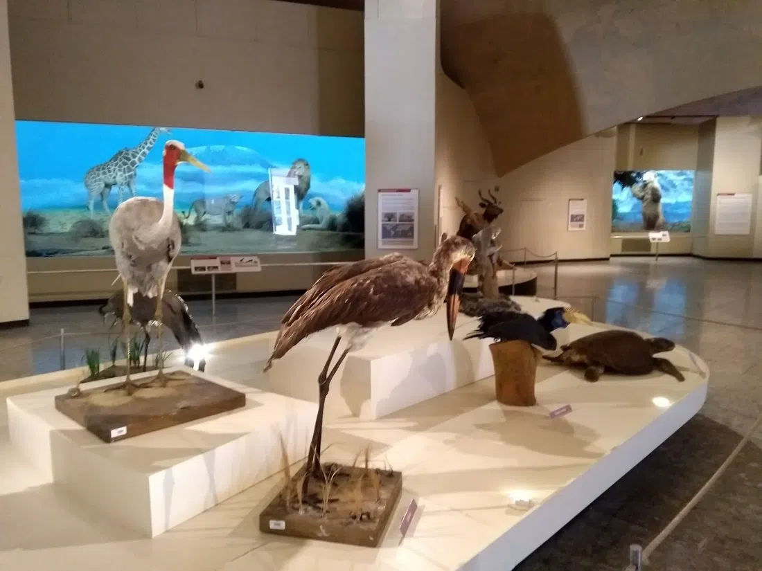 Museo de Historia Natural y Cultura Ambiental, Mexico City