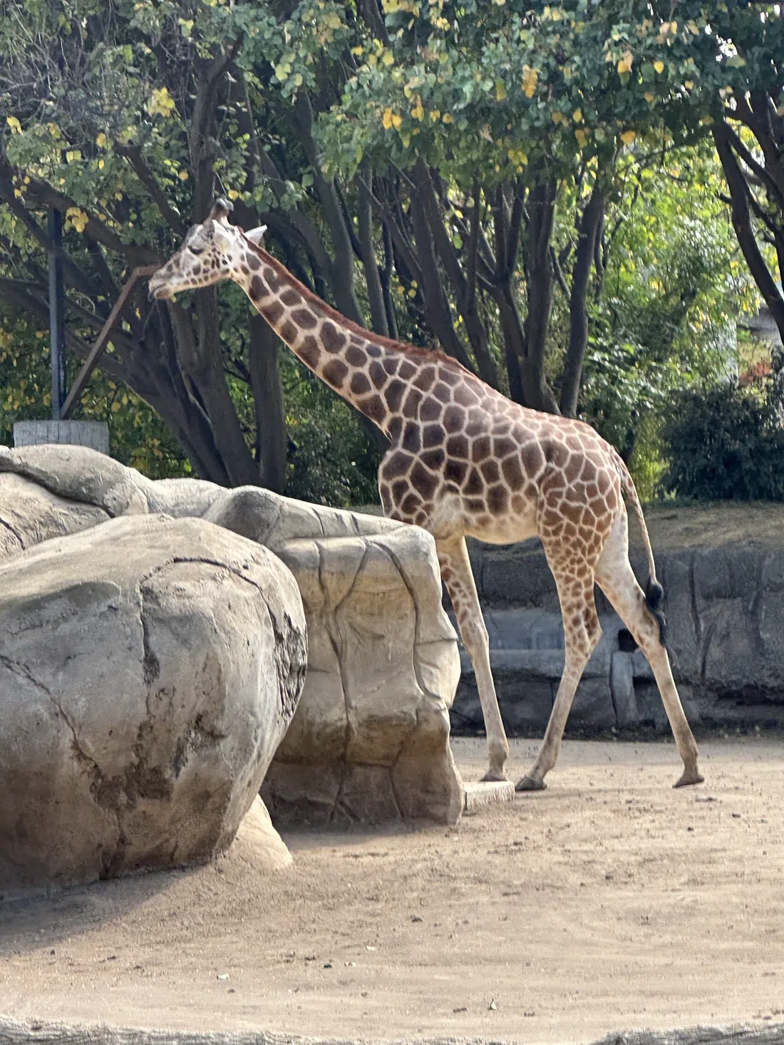 Zoológico de Chapultepec, Mexico City