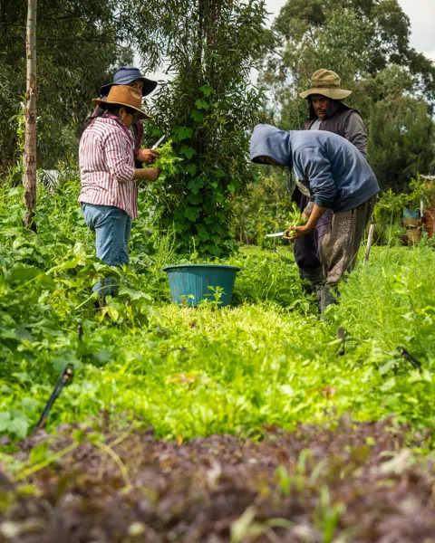 The Floating Gardens: Xochimilco Beyond the Party Barges
